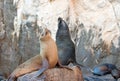 Sea Lion pair on La Lobera Ã¢â¬Åthe Wolves LairÃ¢â¬Â the Sea Lion colony rock at Los Arcos at Lands End in Cabo San Lucas